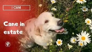 7 consigli per prendersi cura del cane in estate