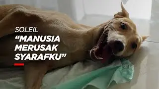 Teruslah Berjuang, Soleil! - Rajanti Talk with Animals