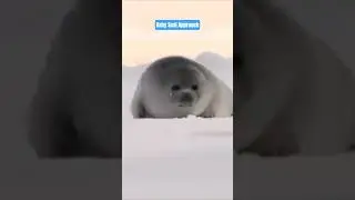 Deserted Baby Seal Approach -38&deg;C #explore#canada#winter#travel#vlog#shorts#animals