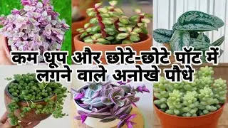 Balcony और छाया में चलने वाले खूबसूरत permanent shade loving plants/small pot plant/indoor plants. 