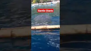 The Gentle Giants or the Whale shark in Oslob Cebu Phils