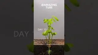 Full 90 Days - Growing Peanut Time Lapse