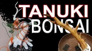 sekilas, tentang TANUKI BONSAI