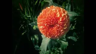COLWYN BAY  MOUNTAIN ZOO AND NATURE TRAIL   WALES ...August