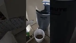 Pecan Shelling
