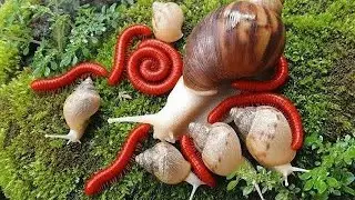 Unique Forest Millipede Species and Snail Colony Interactions #NatureExploration #ForestMillipede