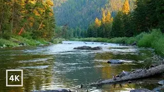Relaxing Water Sounds & Forest Ambience | ASMR for Deep Sleep, Focus, Study, Work & Stress Relief