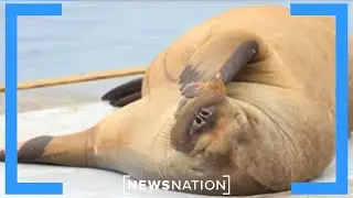 Norway authorities euthanize beloved 1,300 lb. walrus  |  NewsNation Prime