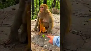 Smart Monkey Tricks & Funny! Genius Monkeys in Action! #SmartMonkey #FunnyAnimals #MonkeyTricks