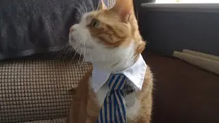 Fat Jelly Cat, ginger cat, greedy cat