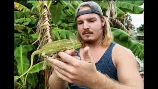 Chameleon hunting in Southwest Florida