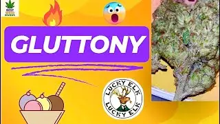 Gluttony Strain Review 🍧 | AAA Top Shelf from Lucky Elk 🍀🦌 