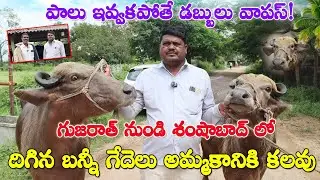 Bunny Buffaloes for sale | శంషాబాద్ లో దిగిన బన్నీ జాతి గేదెలు|చెప్పిన పాలు ఇవ్వకపోతే డబ్బులు వాపస్!