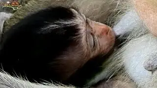 This Is Reason Why Beautiful Baby Daniela grow fast | Thank s Mom Dana give full milk .