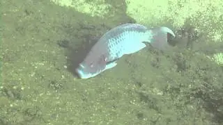 Giant Blue Parrot Fish - Roatan Honduras - Coconut Tree Divers