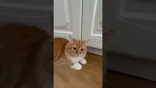 Фенька милашака#кошка#рыжая#милая