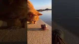 Cat & Hermit Crab's Secret Handshake at the Beach 🐱🦀 #Shorts