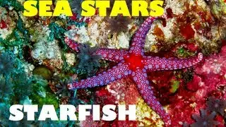 MERMAID MINUTE #2: STARFISH with Mermaid Linden! Sea Stars, Sun Stars, Crown of Thorns Starfish!
