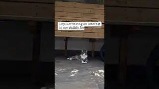 taking an interest in my cat&rsquo;s favorite activities (day 3) #felinefun