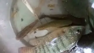 মাছ ধরতে অনেক ভালো লাগে ....#fishing #video#youtubeshorts #viralvideo