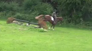 Spicy - Monbeg Sport Horses