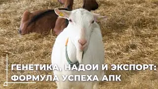 Могилевское госплемпредприятие: ставка на генетику и высокие надои