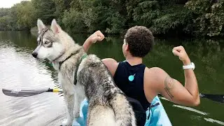 Running with husky: Our Daily Exercise