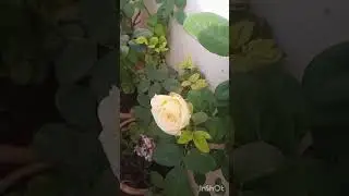 Farming  rose cultivation