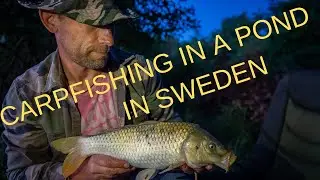 META KARP I EN SK&Aring;NSK DAMM 2019 CARPANGLING IN SWEDEN-Strixphoto