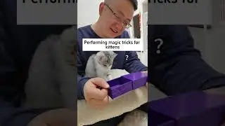 Can you please stop underestimating a cat's intelligence? #CutePets #Cats #AdorableAnimals #Eyes