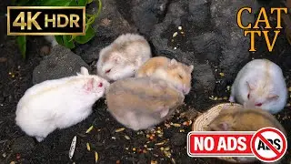 [NO ADS, NO AI] CAT TV 😺 Super Hamster Mega Colony: The Ultimate Garden Gathering 🐭 4K HDR 60FPS