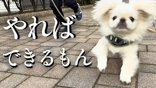【子犬ペキニーズのお散歩リベンジ回】僕、やればできるもん！Pekinese