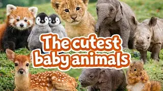 The cutest baby animals | Nature Animal Documentary