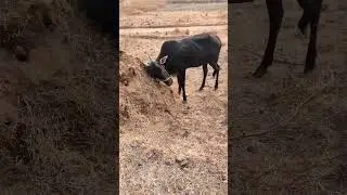 🏆🔥payal🔥🏆 #funnyanimals #farming #bollywood #buffalocheck #funnycreatures #comedy  #cow #newsong