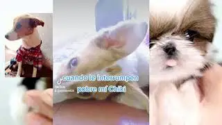 las travesuras de chiki parte / 2