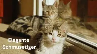 Unsere Tiere suchen ein Zuhause | Tierschutzverein und Tierheim Rottweil