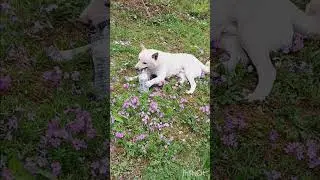 Silly Shiba Inu Playing With a Water Bottle/Funny Dog Video/Shiba Inu  #funnydogvideo #shibainu