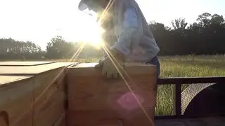 It's time to harvest honey. Bringing in our honey supers.