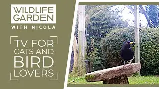🐦 TV for cats | Garden Birds | Bird Chorus | #WildlifeGardenWithNicola 🐦