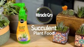 How to Feed Succulents and Cactus Plants Using Miracle-Gro&reg; Succulent Food