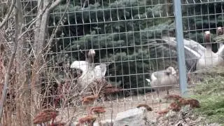 Дикие Серые гуси (Anser anser)