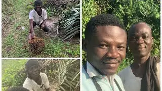 Documentary on palm nut plantation in Ghana