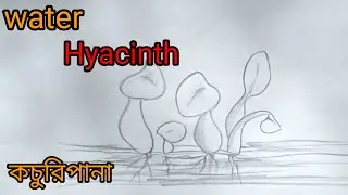 Water Hyacinth drawing easy/water plant/জলজ উদ্ভিদ/কচুরিপানা#hyacinth#waterplant#কচুরিপানা#জলজউদ্ভিদ