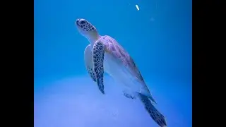 Happening Now! Sea Turtle Release
