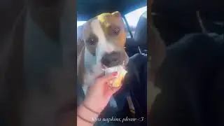 Sweet treat time with Rosie🍦💕 #snacks #eatwithme #food #dog