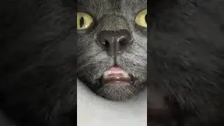 Ultimate Guide to Cat Photography | Tips, Tricks & Adorable Moments