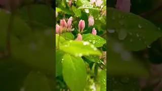 Дождливый день.          #природа #май #nature #весна2025 #цветение