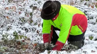 Tag des Waldes - Wie steht es um Salzburgs Wälder