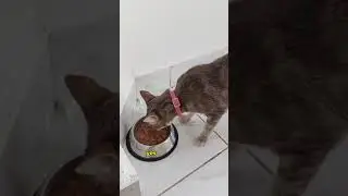 Cat Litter
