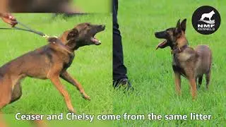 A history Walk and a glimpse into the future of NMF Kennels Uganda.